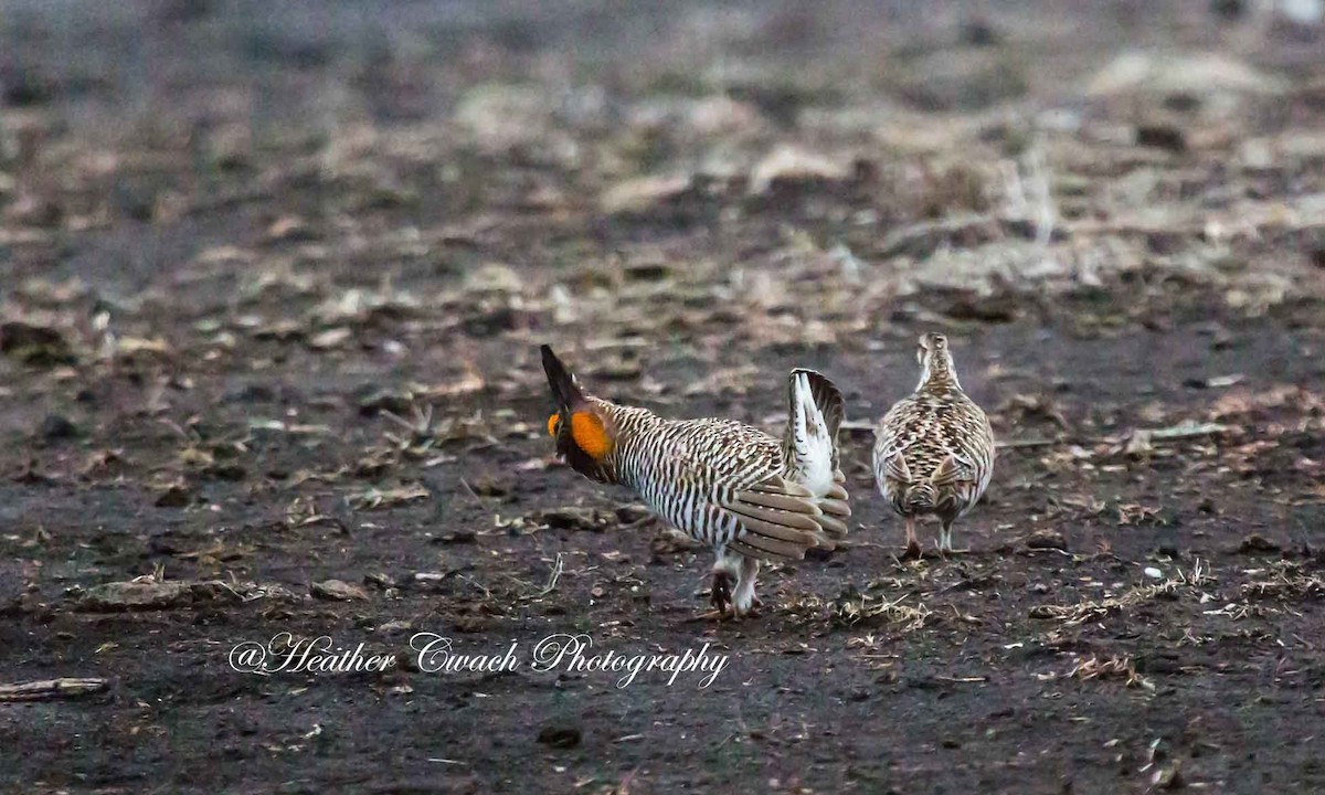 Tétras des prairies - ML93961361