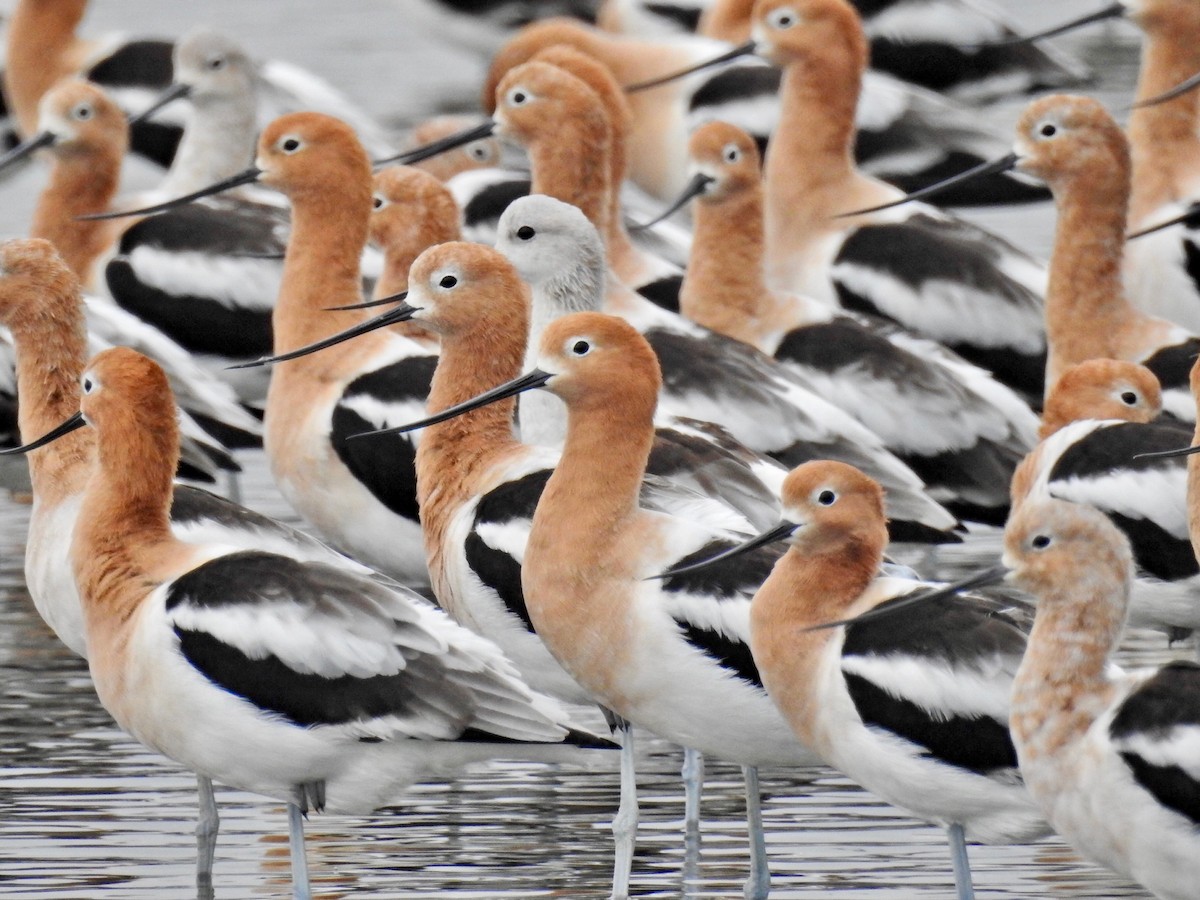 American Avocet - ML93961451