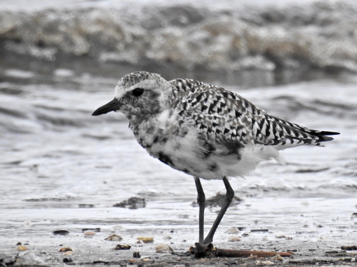 Black-bellied Plover - ML93961481