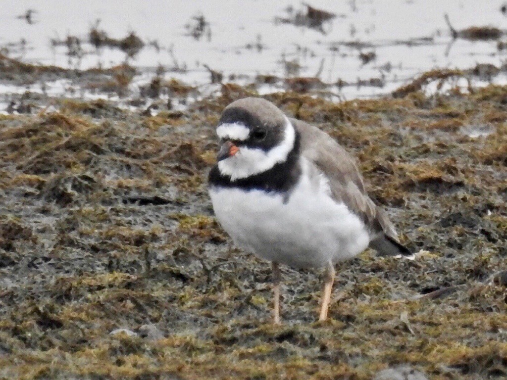 Semipalmated Plover - Katherine Cavazos