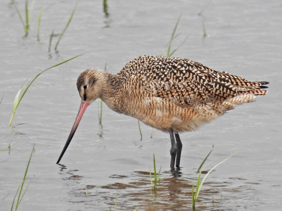 Marbled Godwit - ML93961581