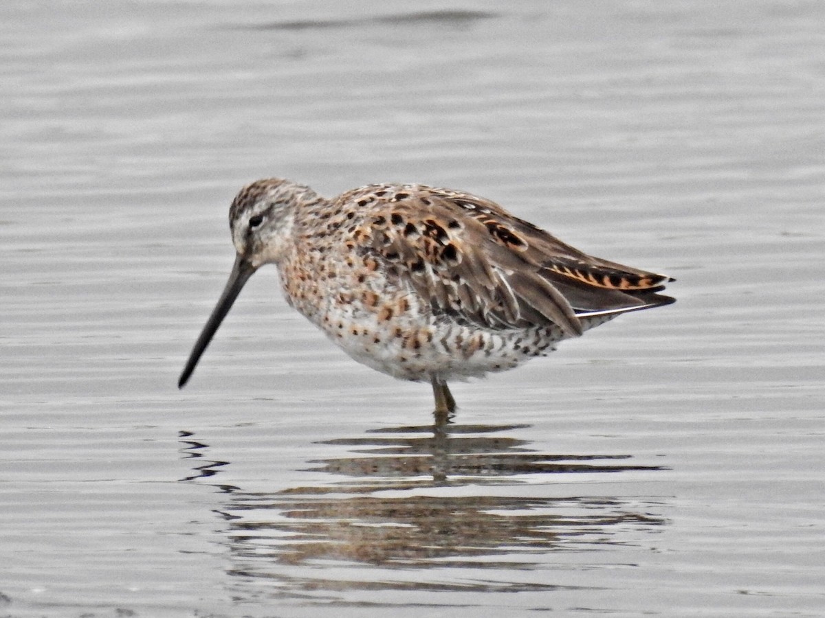 Short-billed/Long-billed Dowitcher - ML93961651