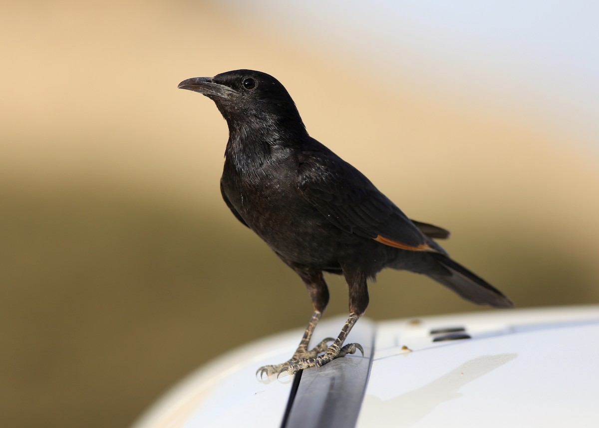 Tristram's Starling - Alan Kneidel