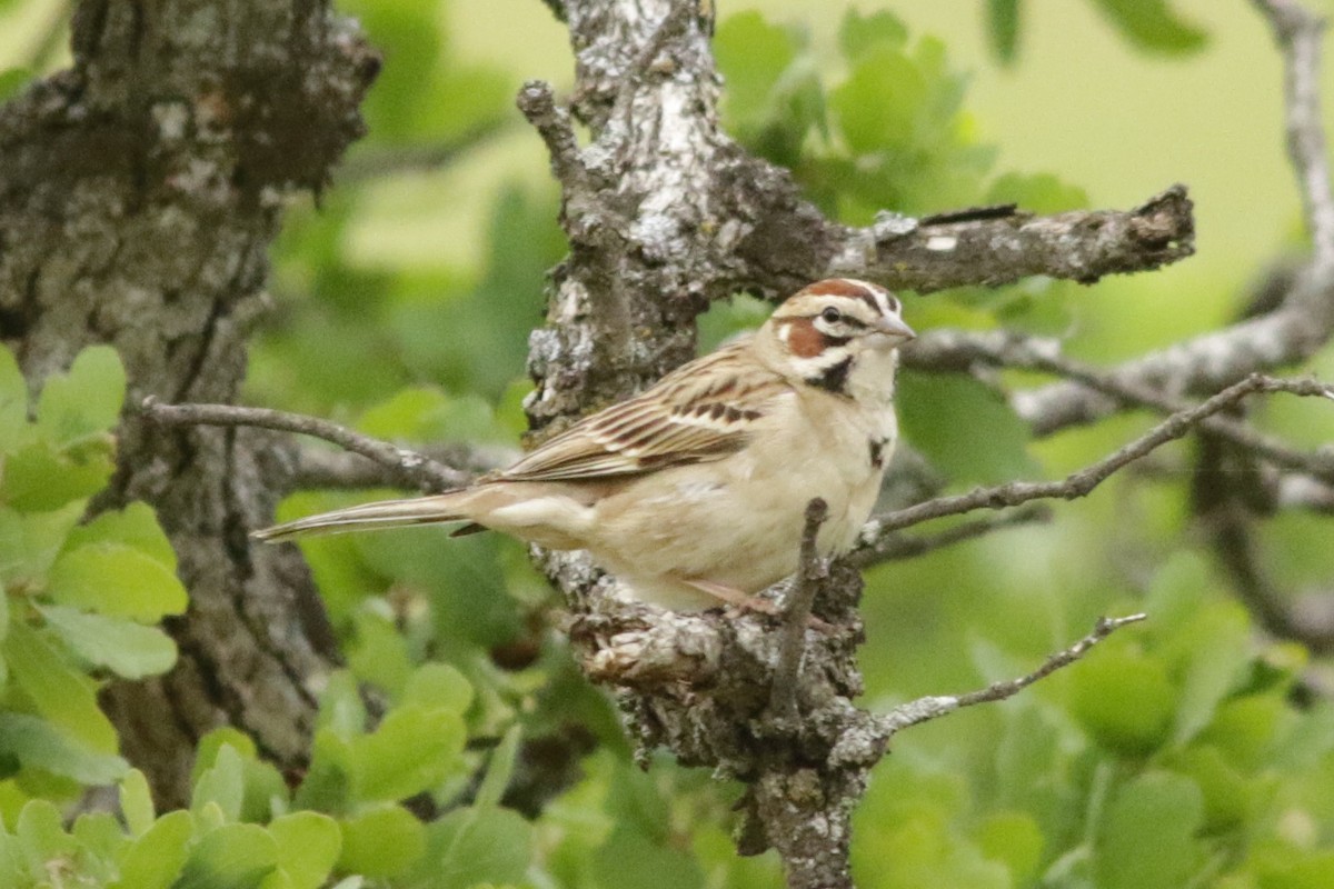 Lark Sparrow - ML93962001