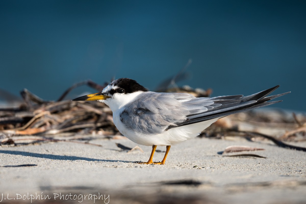 rybák malý - ML93962081