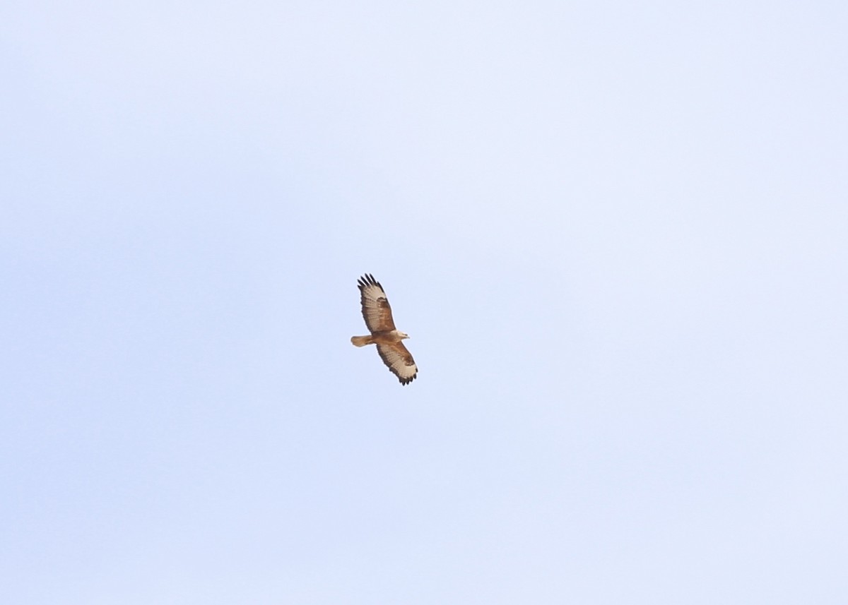 Long-legged Buzzard (Northern) - ML93962441