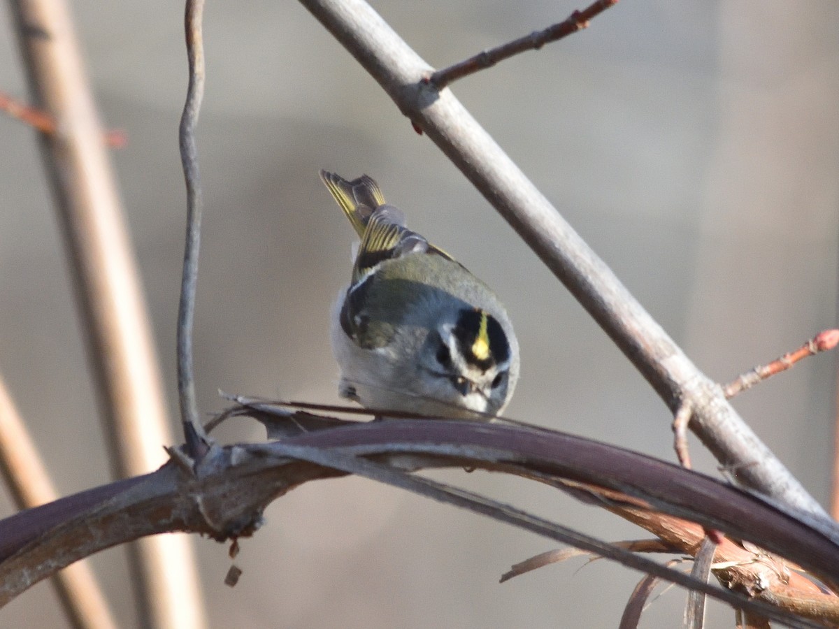 Golden-crowned Kinglet - ML93964671