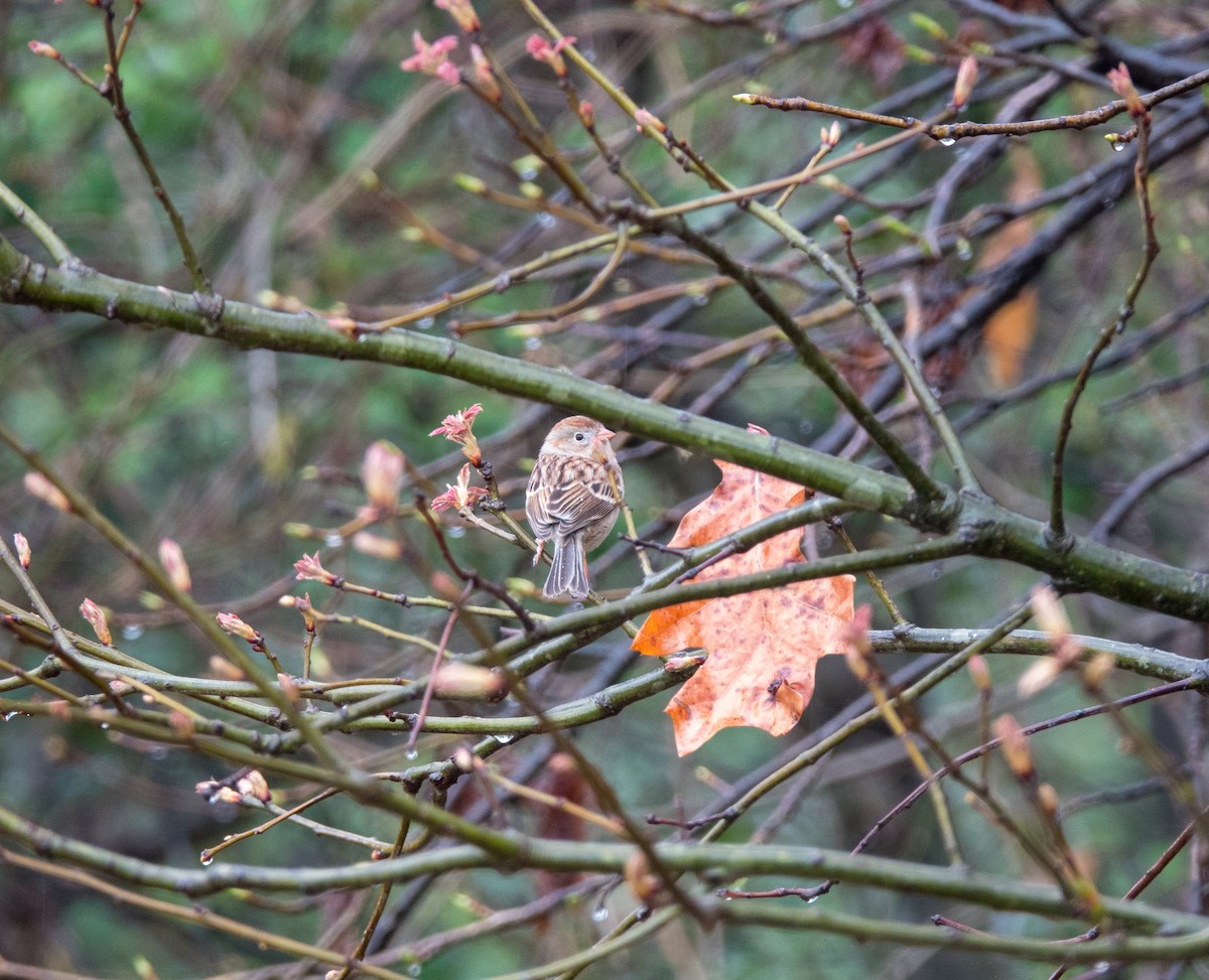 Field Sparrow - ML93964771