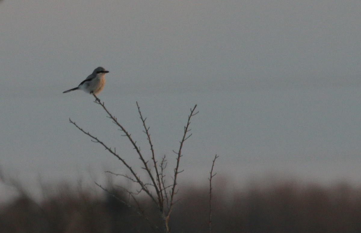 Northern Shrike - ML93965991