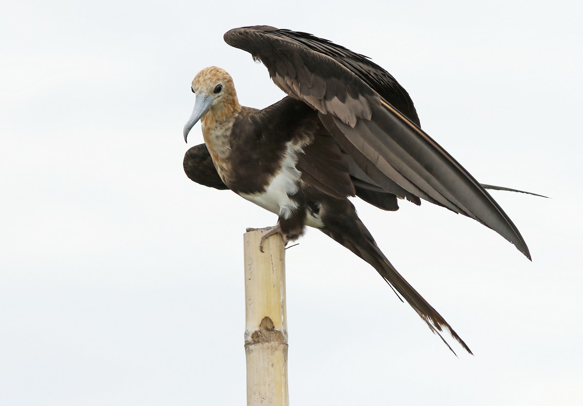 Lesser Frigatebird - David Beadle