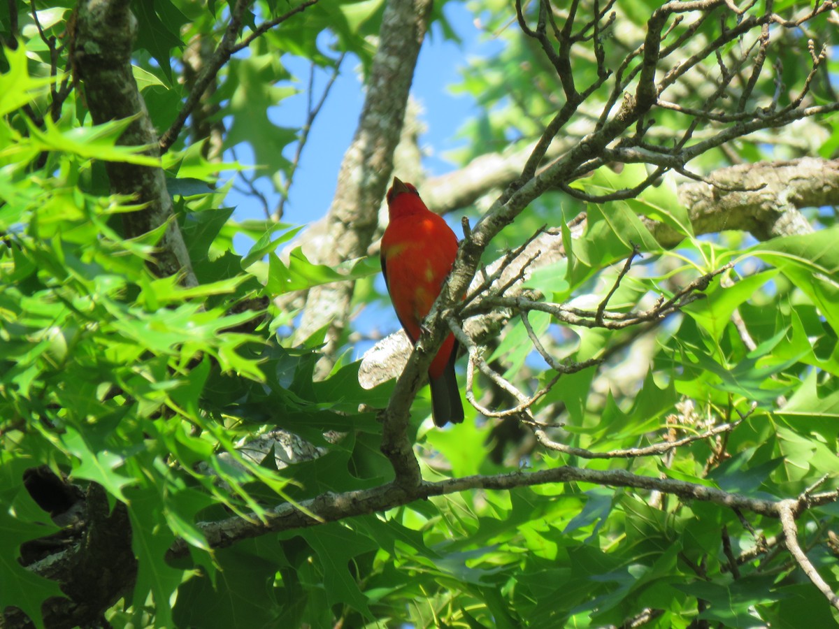 Scarlet Tanager - David Muth