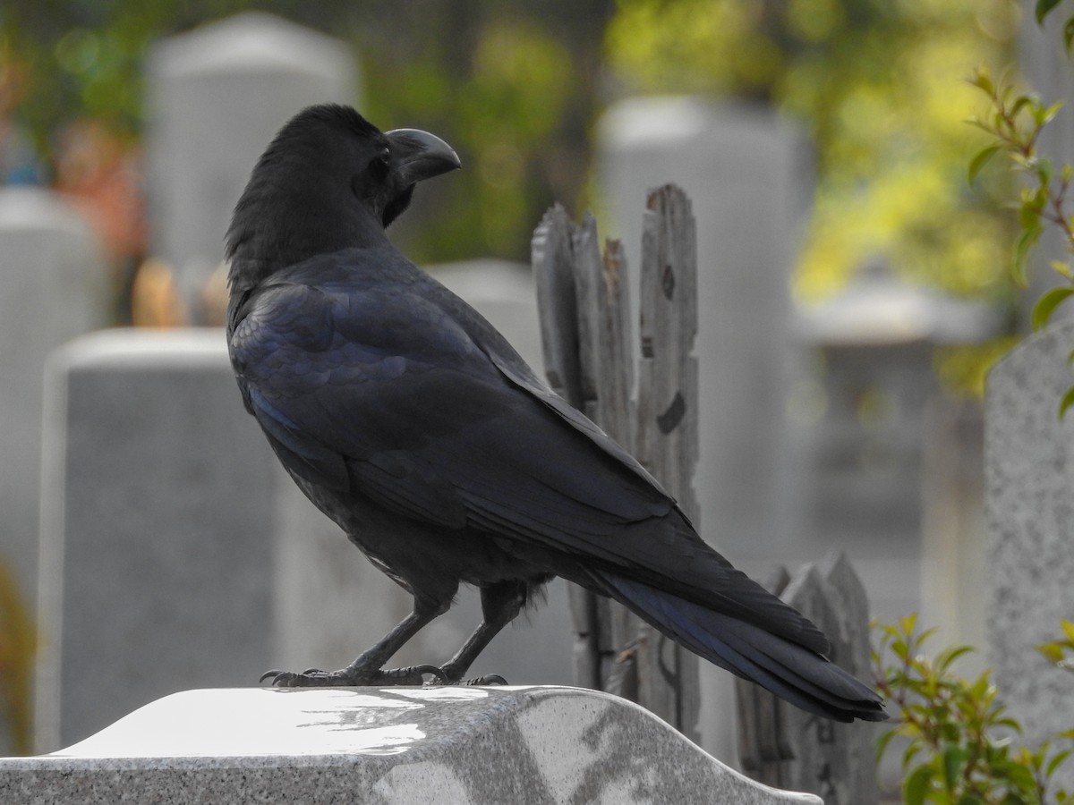 Large-billed Crow - ML93966941