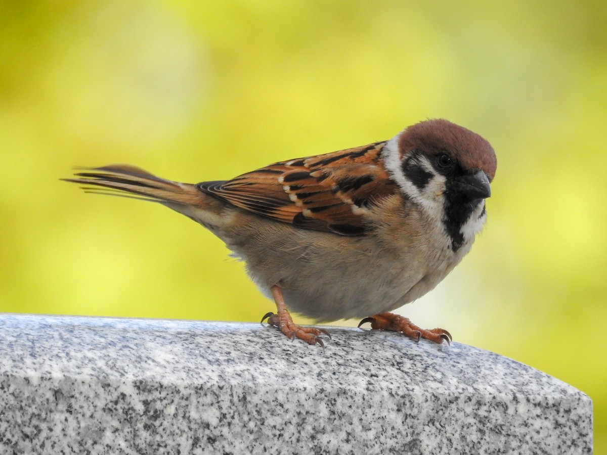 Eurasian Tree Sparrow - ML93966951