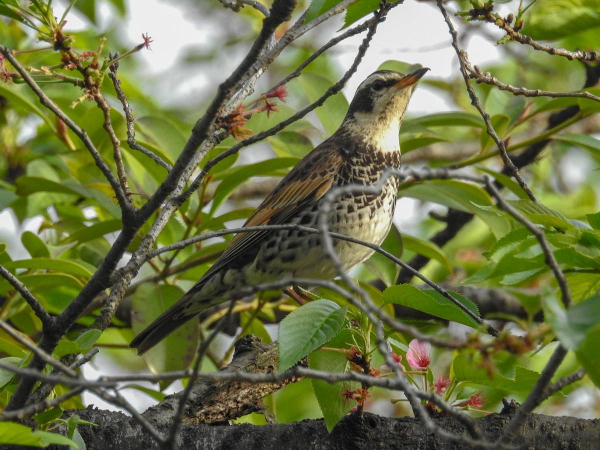 Dusky Thrush - ML93966971