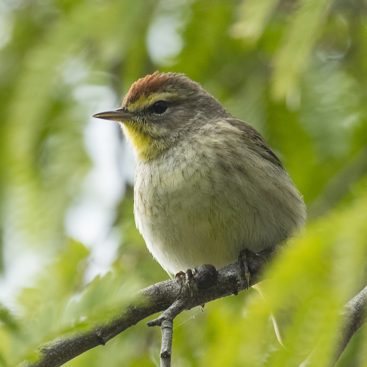 Palm Warbler - ML93970621