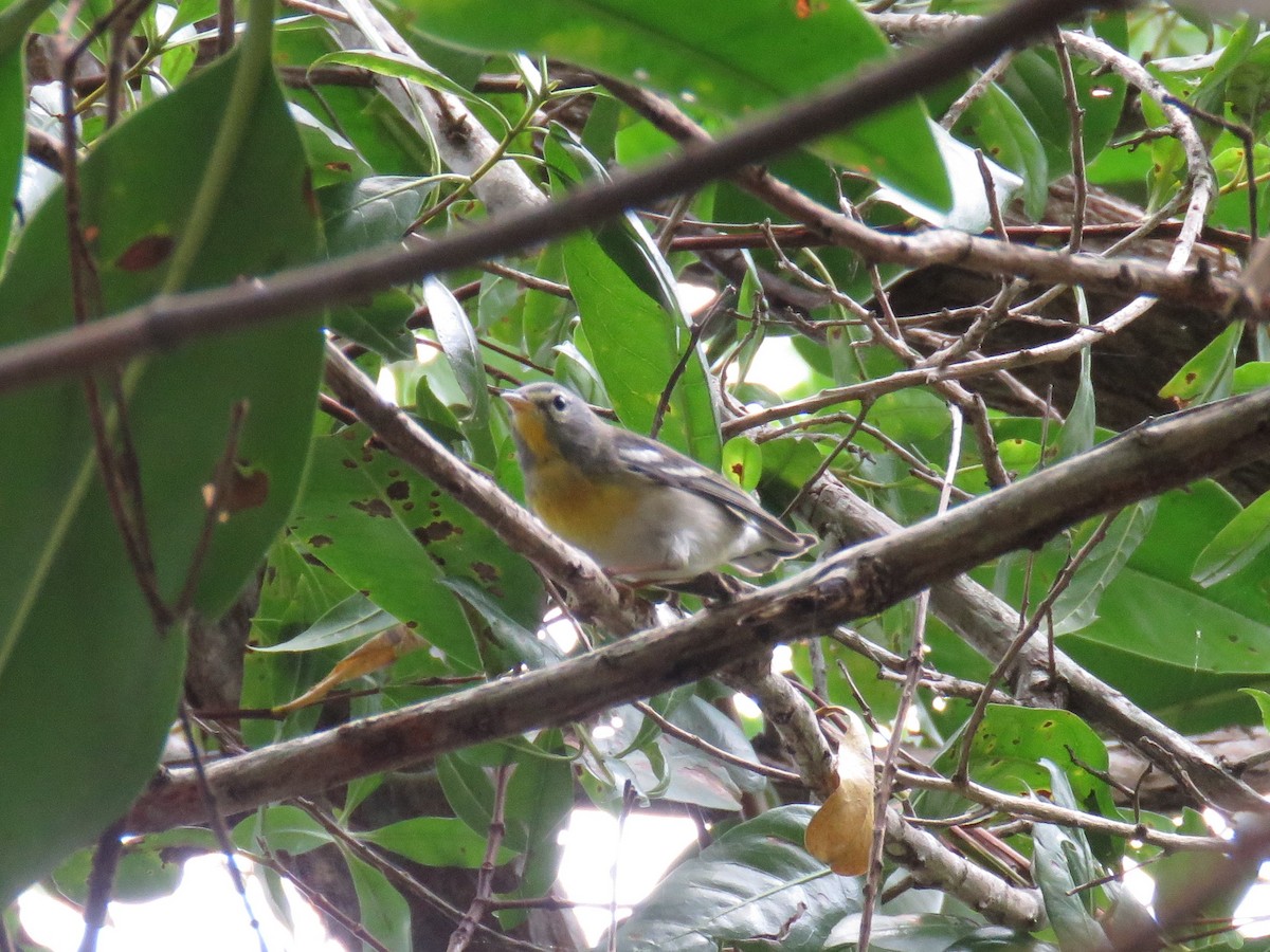 Northern Parula - ML93970751