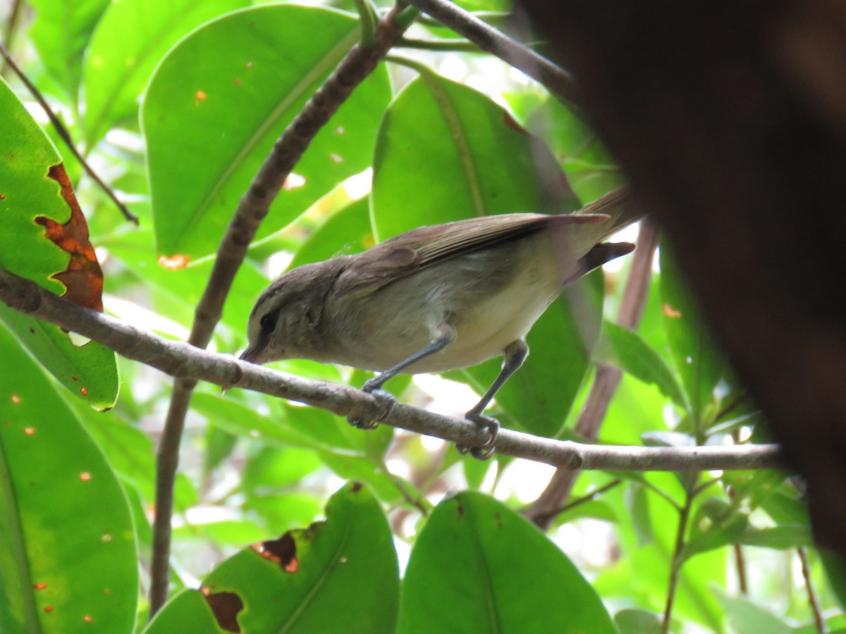 Yucatan Vireo - Fredy  Pineda