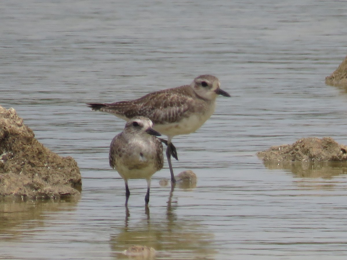 Black-bellied Plover - Fredy  Pineda