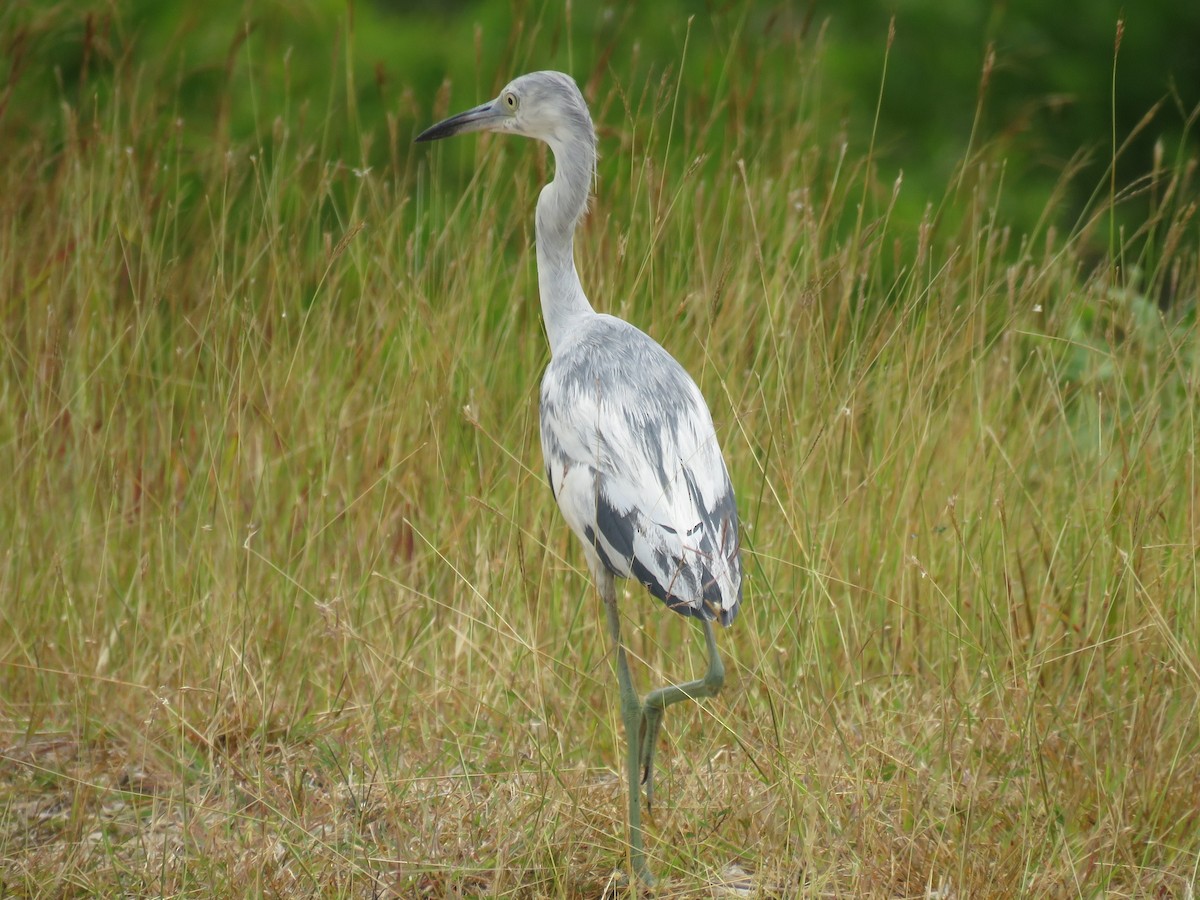 Little Blue Heron - ML93971081