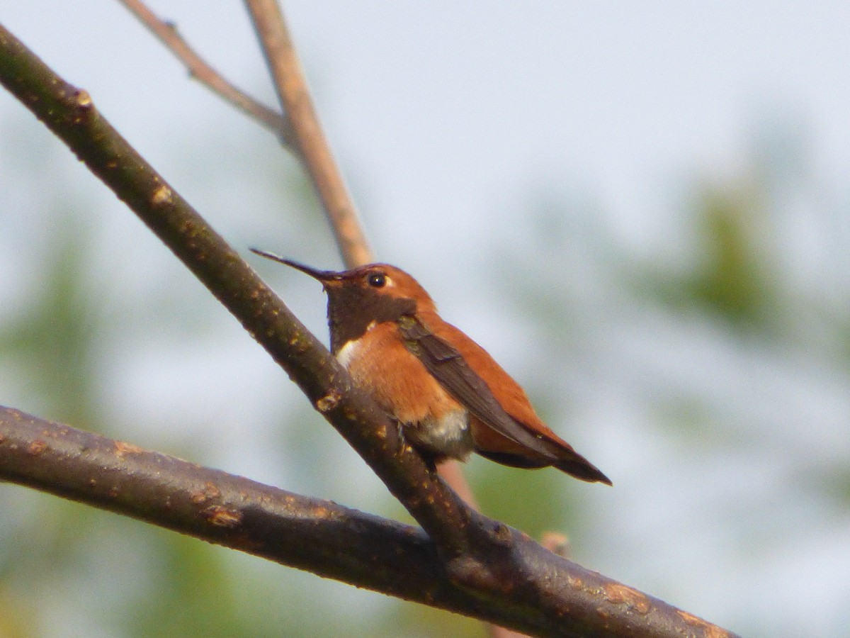 Rufous Hummingbird - ML93971821