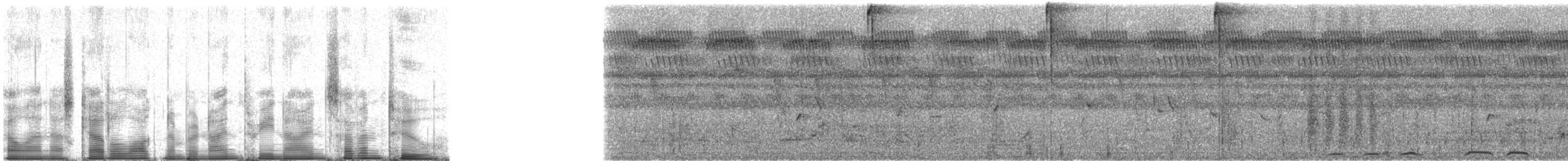 Halbmondtaube - ML93972