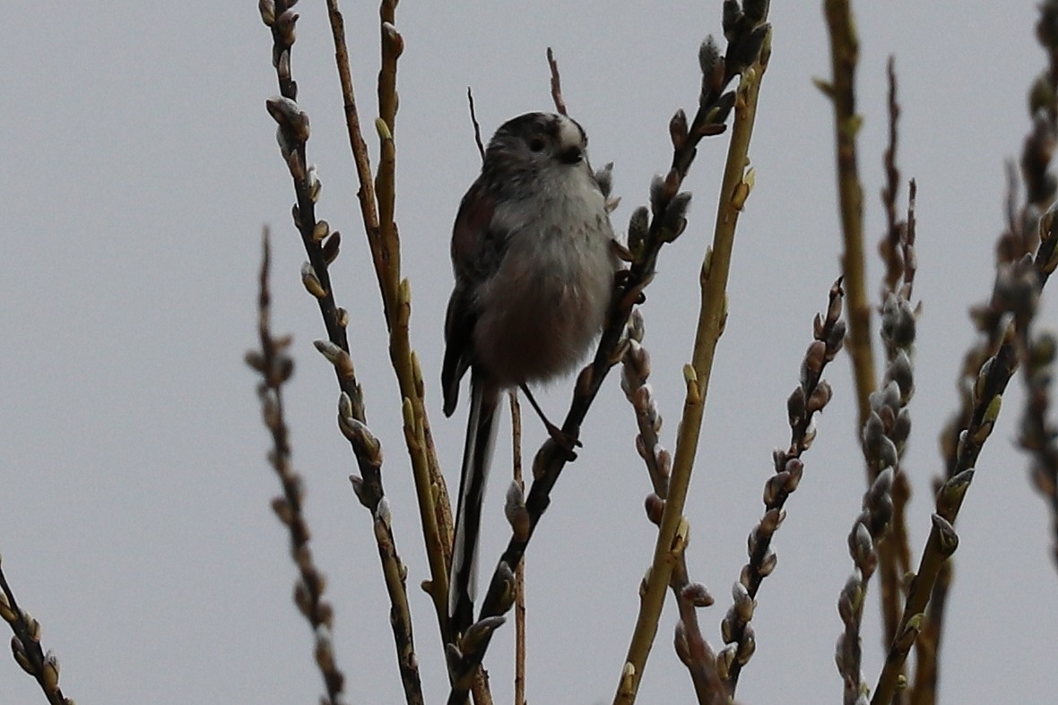 Long-tailed Tit - ML93972801