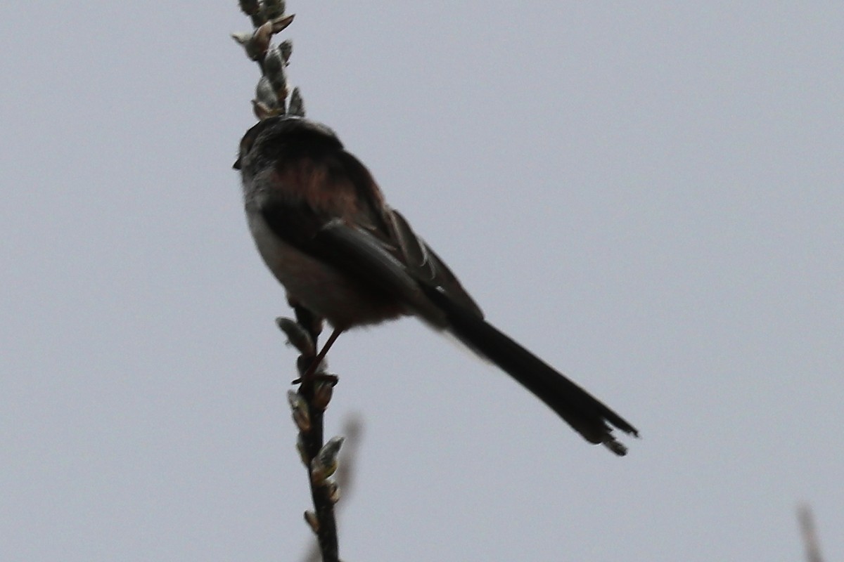 Long-tailed Tit - ML93972821