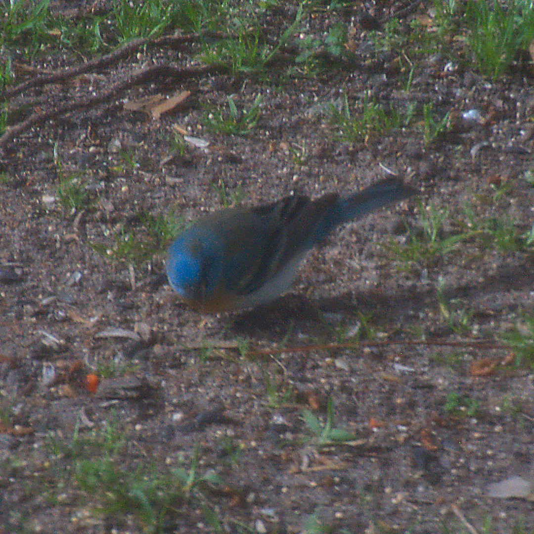 Lazuli Bunting - ML93973961