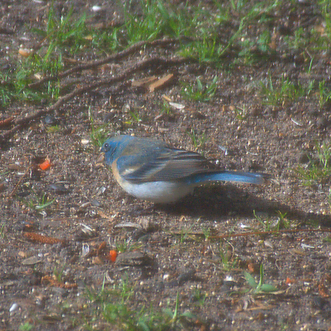 Lazuli Bunting - ML93973981