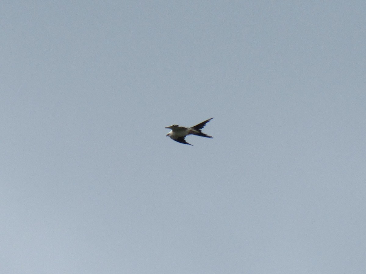Swallow-tailed Kite - ML93974391