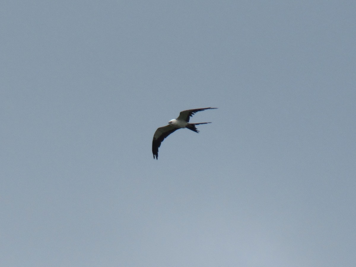 Swallow-tailed Kite - ML93974401