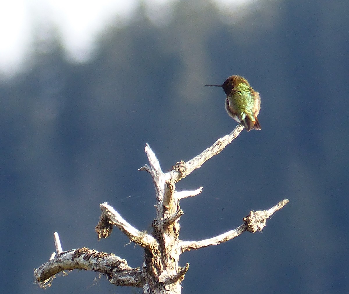 Anna's x Rufous Hummingbird (hybrid) - Gus van Vliet