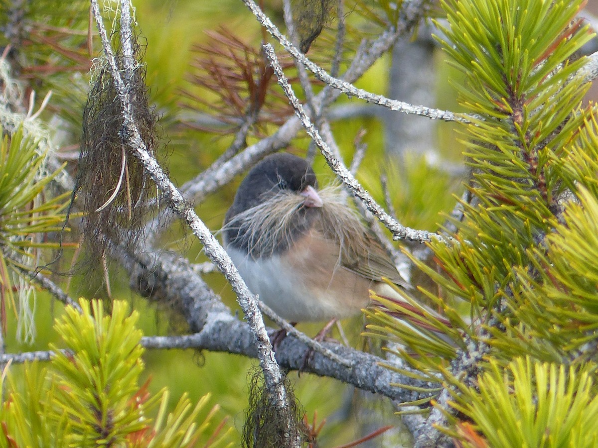 Dark-eyed Junco (Oregon) - Gus van Vliet