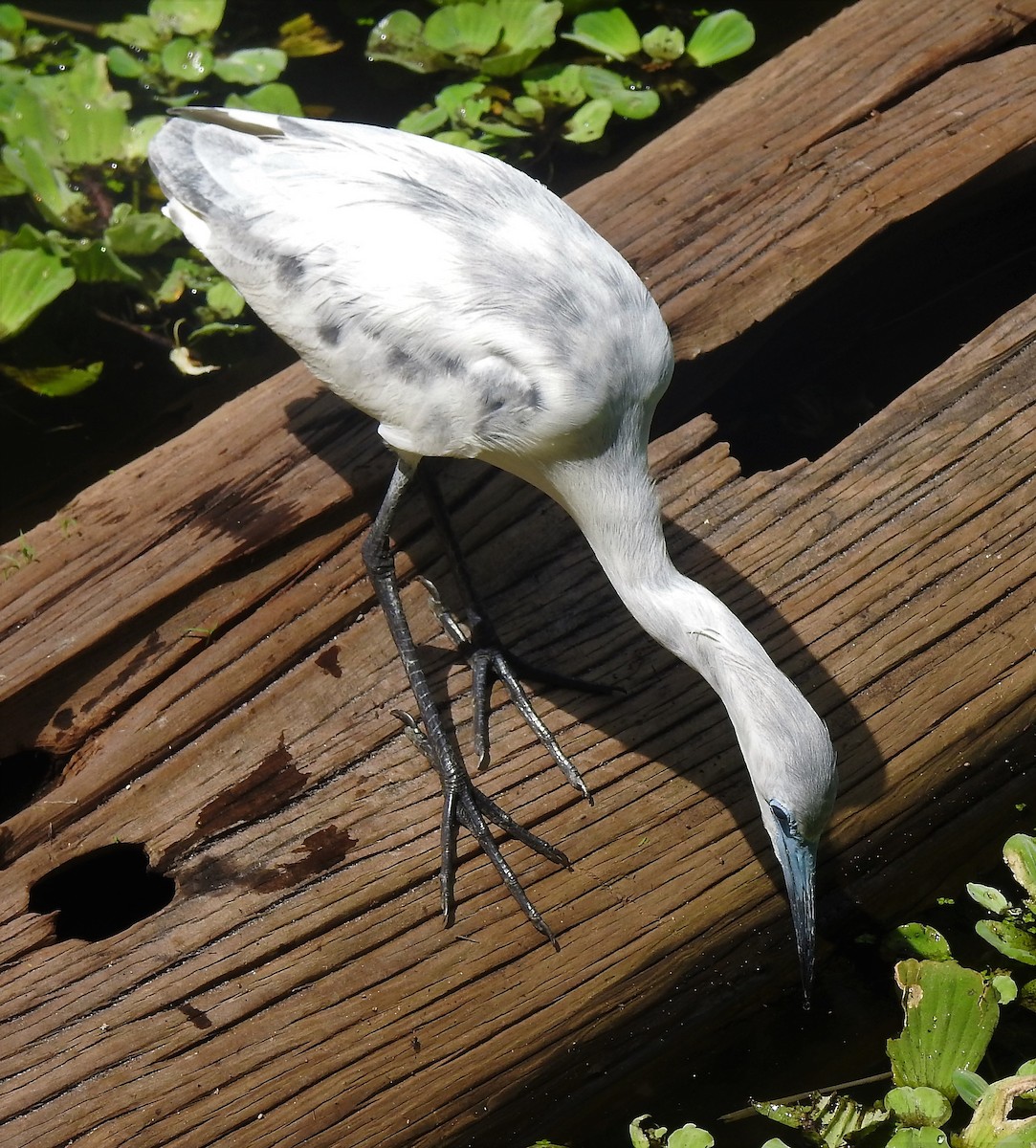 Little Blue Heron - ML93978221