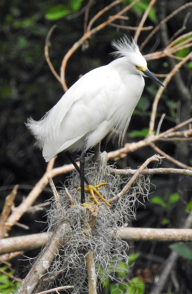 Snowy Egret - ML93978261