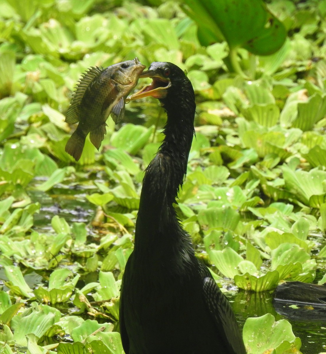 Anhinga - David True