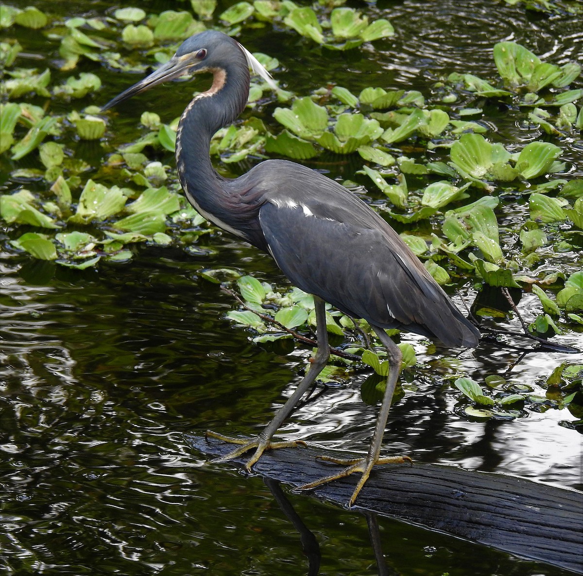Tricolored Heron - David True