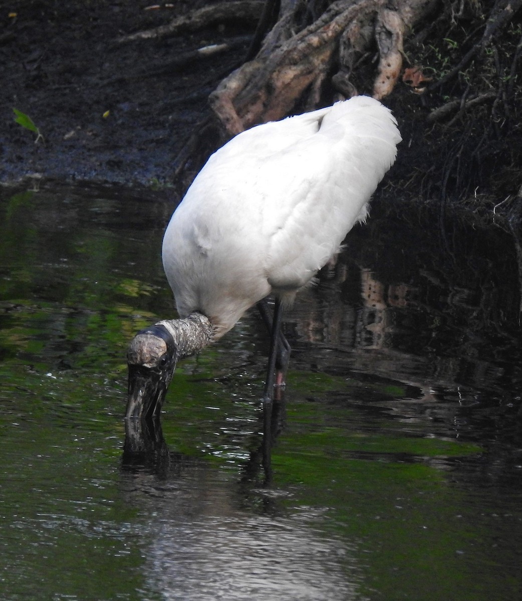 Wood Stork - David True