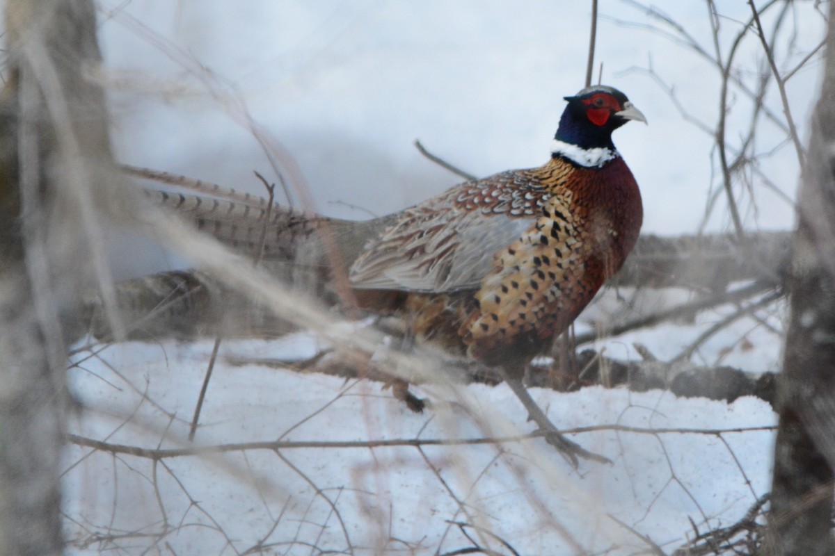 Ring-necked Pheasant - ML93980281