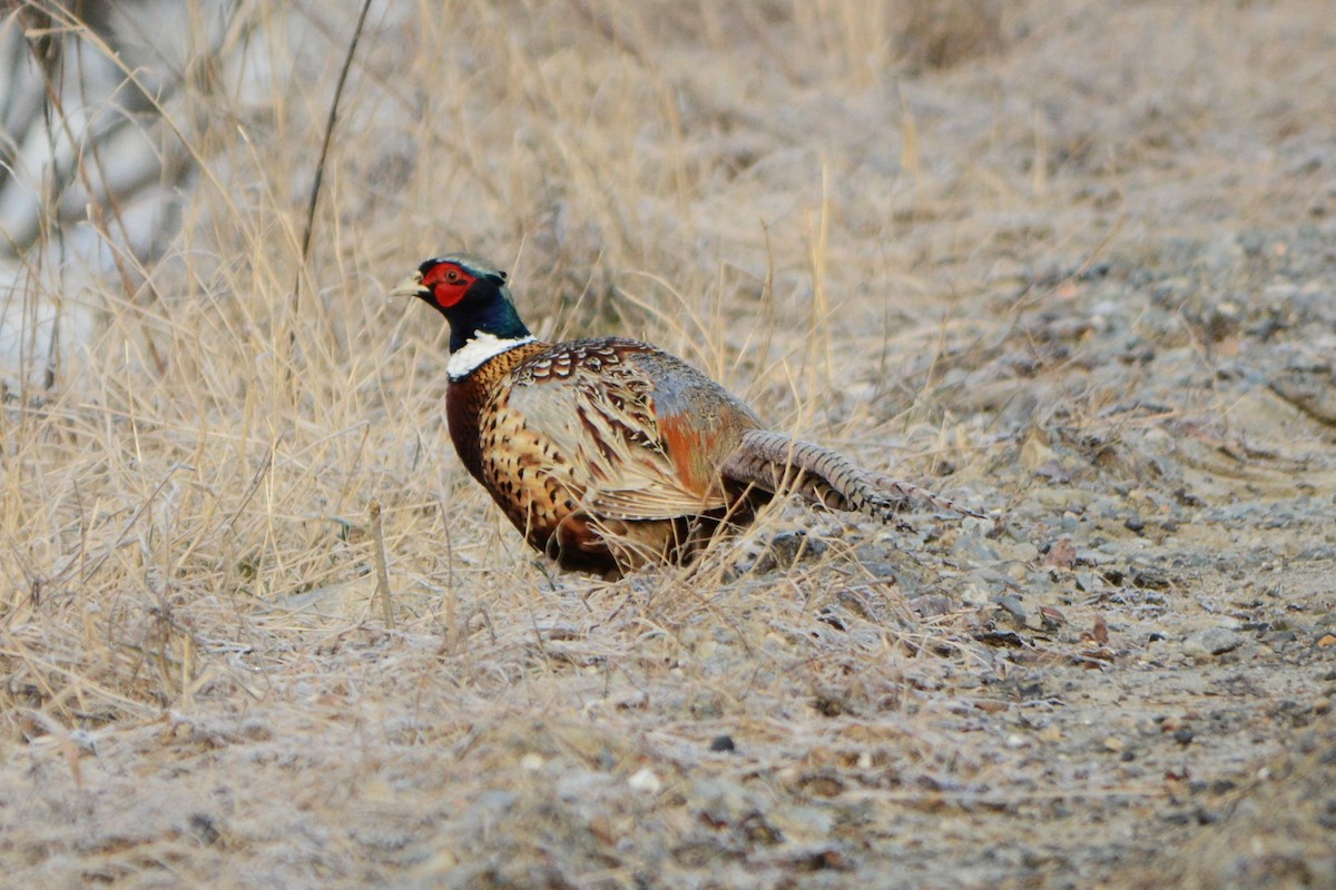 Ring-necked Pheasant - ML93980341