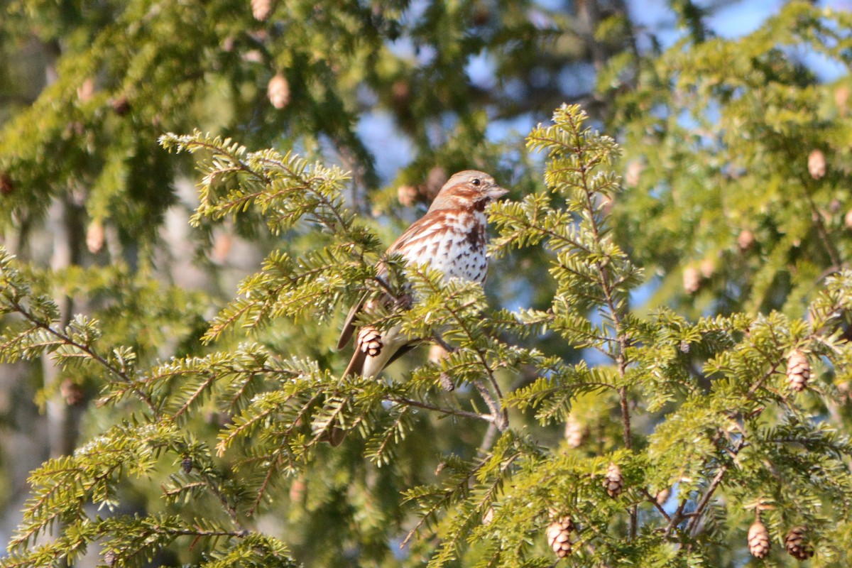 Fox Sparrow - ML93980431