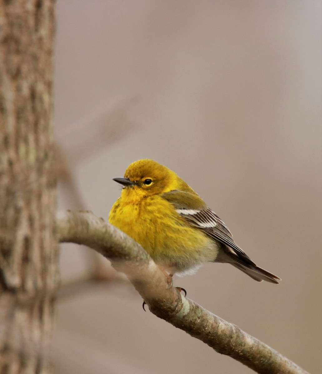 Pine Warbler - ML93981131