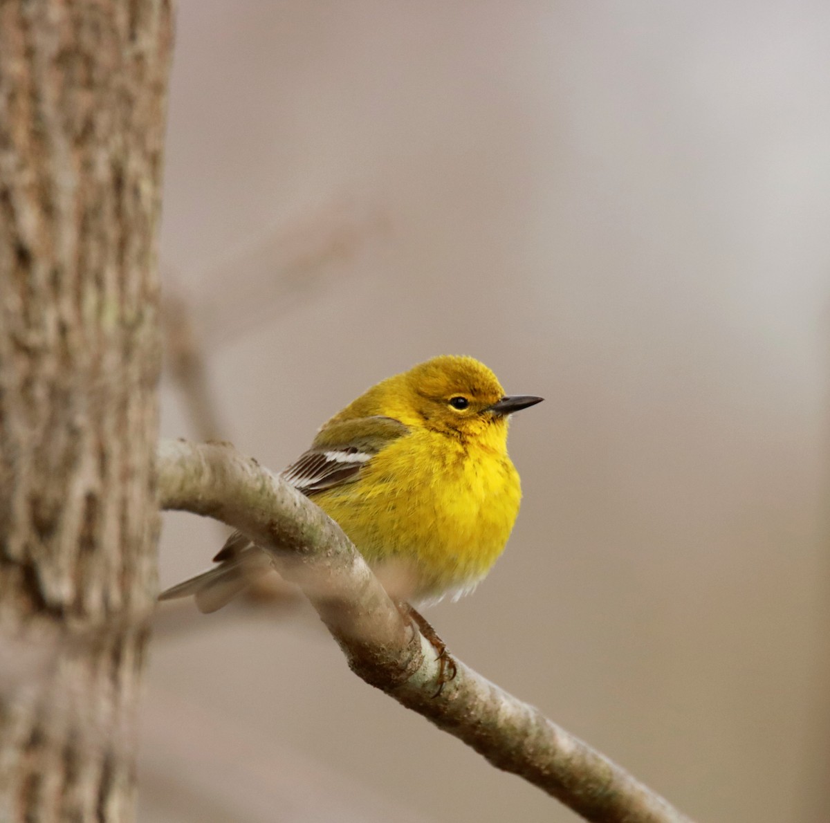 Pine Warbler - ML93981161