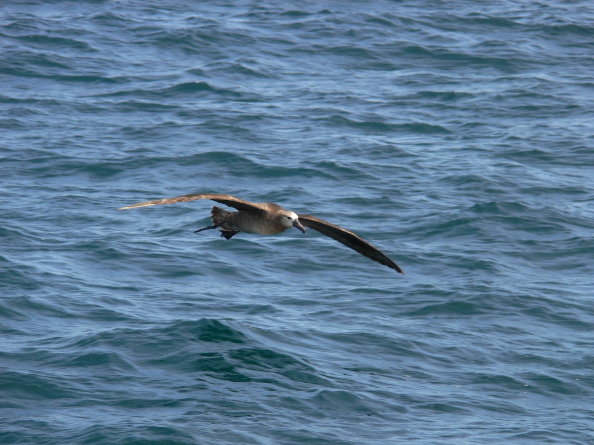 Black-footed Albatross - Richard MacIntosh