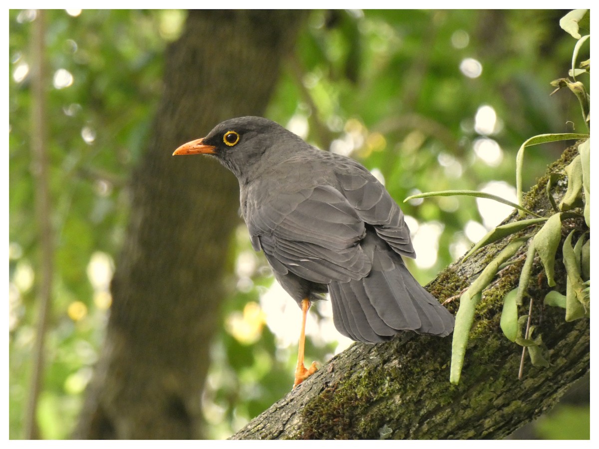 Great Thrush - Carlos Villaverde Castilla