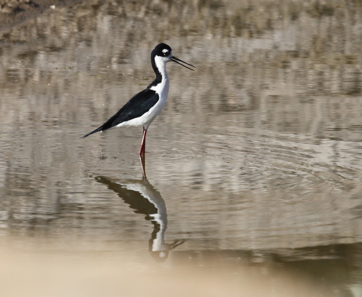 Schwarznacken-Stelzenläufer - ML93983691