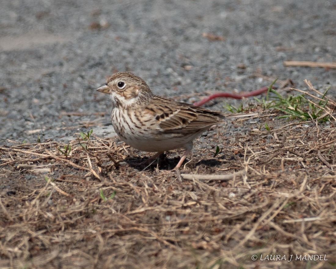 Vesper Sparrow - ML93984241