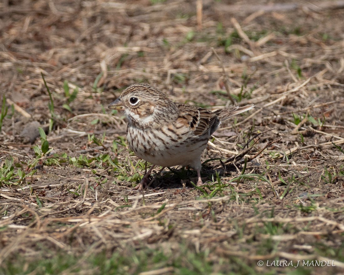 Vesper Sparrow - ML93984251