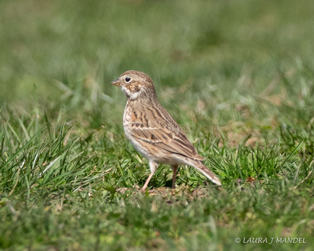 Vesper Sparrow - ML93984261