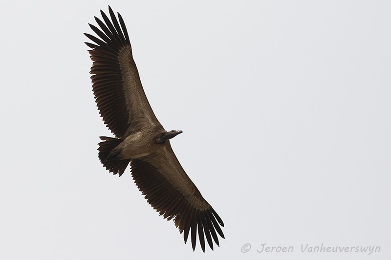 Slender-billed Vulture - ML93987021